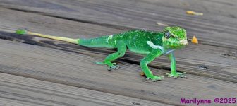 DSC_4705_001.JPG