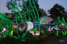 Ant eater sm.jpg
