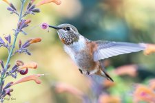 HummerFlowerPart-259.jpg