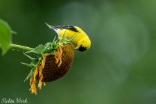 RD5_5853-Edit.jpg