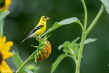 RD5_5898-Edit.jpg