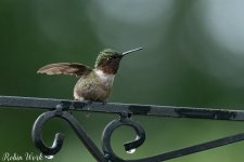 RD5_5885-Edit.jpg