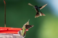 RD5_5968-Edit.jpg