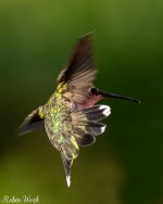 RD5_6024-Edit.jpg