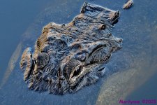 DSC_4728_001.JPG