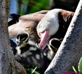DSC_4870_001.JPG
