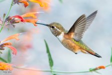 HummerFlower-266.jpg