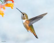 HummerFlower-270.jpg