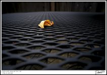 Leaf Me Alone.jpg