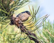 Pygmynuthatch-272.jpg