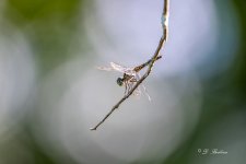 DSC_3781.jpg