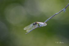 DSC_3801-topaz-rawdenoise-2.jpg