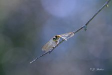 DSC_3806-topaz-rawdenoise.jpg