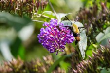 Hummingbird Moth sm.jpg