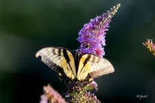 Backlit swallowtail sm.jpg