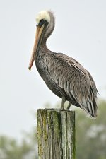 Z52_0032R_cr_sm.jpg