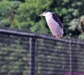 DSC_5072_001.JPG