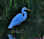 DSC_5131_001.JPG