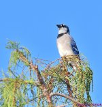 DSC_5164_001.JPG