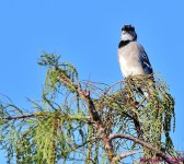DSC_5168_001.JPG