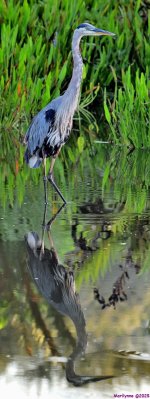 DSC_5151_stitch3_001.JPG