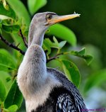 DSC_5217_001.JPG