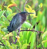 DSC_5221_001.JPG
