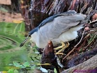 DSC_5231_001.JPG
