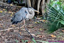 DSC_5236_001.JPG