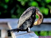 DSC_5243_001.JPG
