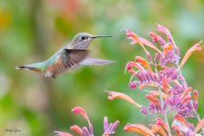 HummerFlowers-276.jpg