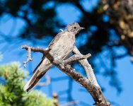SolitaireMolting-275.jpg
