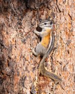 ChipperClimbing-276.jpg
