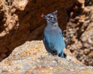 StellarsBerry-259.jpg