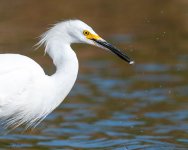 SnowyFish-276.jpg