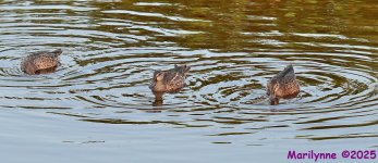 DSC_5296_001.JPG