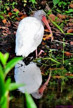 DSC_5336_001.JPG
