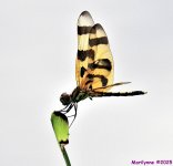 DSC_5321_001.JPG