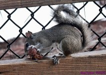 DSC_5355_001.JPG
