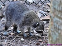 DSC_5371_001.JPG