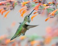 HummerFeeding-282.jpg