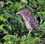 DSC_5385_001.JPG