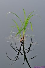 DSC_5410_001.JPG