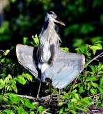 DSC_5436_001.JPG