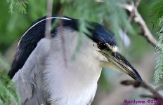 DSC_5445_001.JPG