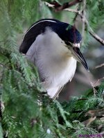 DSC_5448_001.JPG