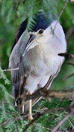 DSC_5451_001.JPG