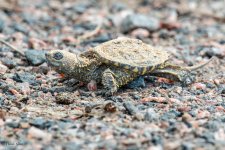 TurtleBaby-282.jpg
