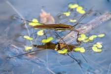 WaterBug-282.jpg