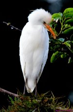 DSC_5457_001.JPG